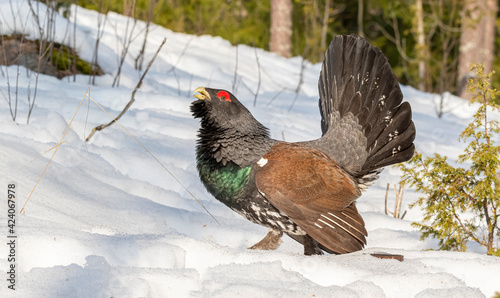 capercaillie spring;