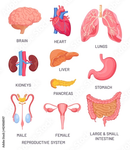 Human organs. Cartoon brain, pancreas and intestine. Male and female reproductive system. Internal organ for anatomy educational vector set