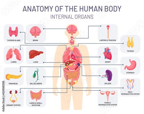 Human organs system. Medical body anatomy, man internal physiology parts. Respiratory, reproductive and digestive systems vector infographic