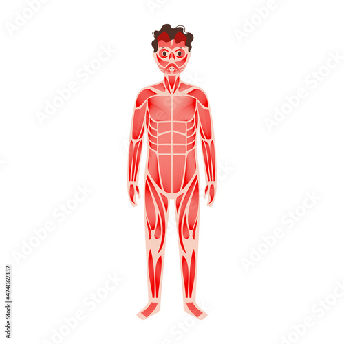 Human muscular system