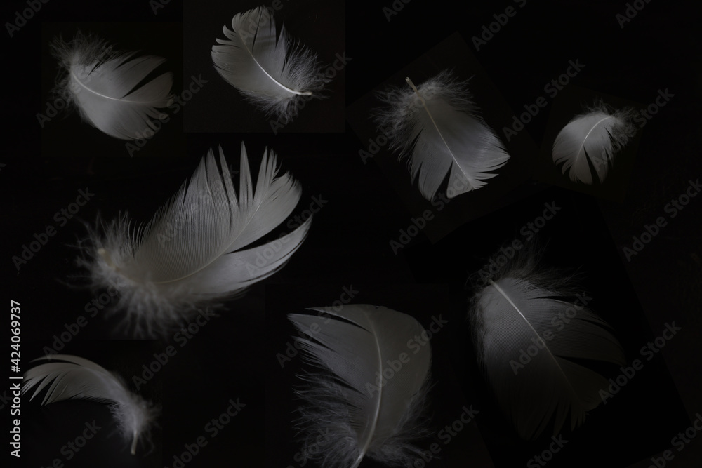 Obraz premium 黒背景の白鳥の羽根