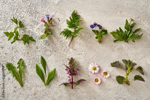 Goutweed, lungwort, cow parsley, violet, shepherd's purse, dandelion, wild garlic, purple dead-nettle, common daisy, nettle - herbs growing in early spring