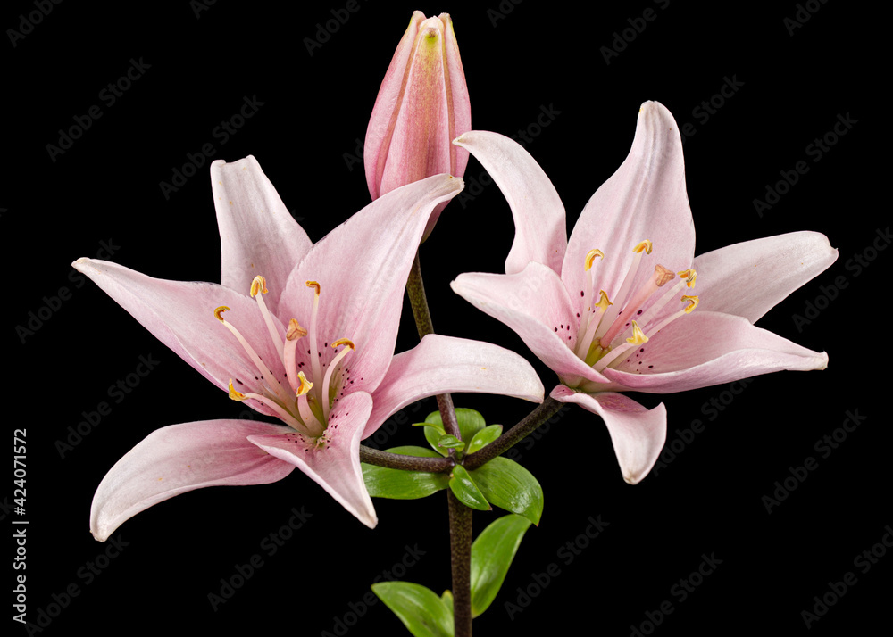 Fototapeta premium Pink lily flower, isolated on black background