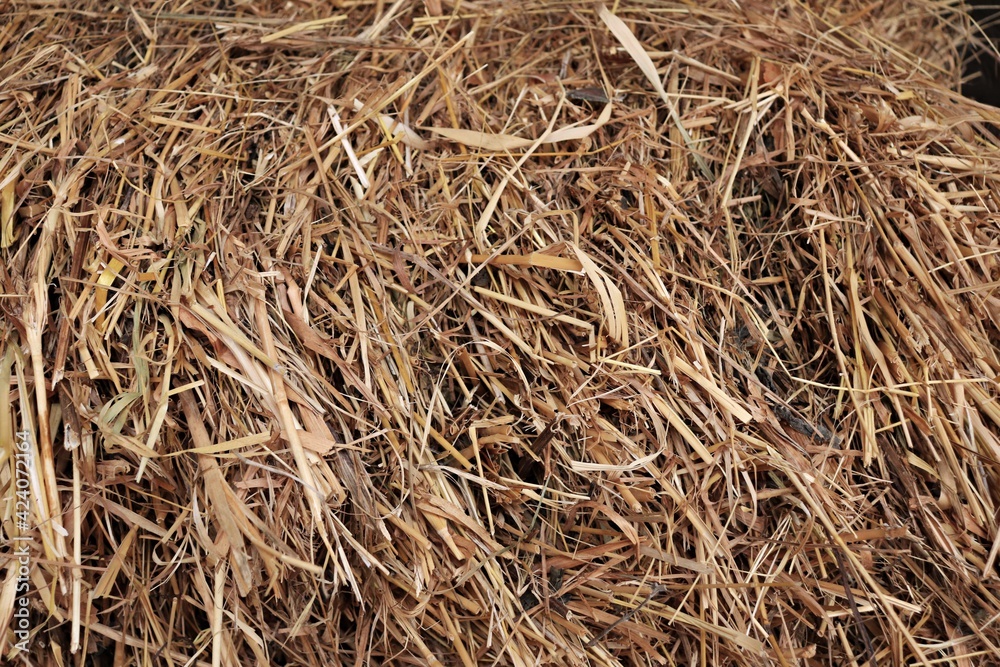 Abstract background of yellow dried straw taken from derven haystack Abstract background of yellow dried straw taken from derven haystack
