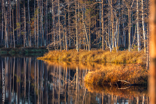  Sunny morning rise over the swamp full of dead trees. Warm colors, reflections in water. Sustainable ecosystem in bog. 