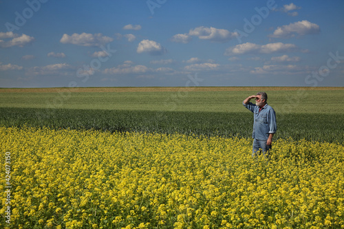 Agronomist or farmer examining canola crop in field with sky and clouds in background  rapeseed plants in late spring and man looking into the distance