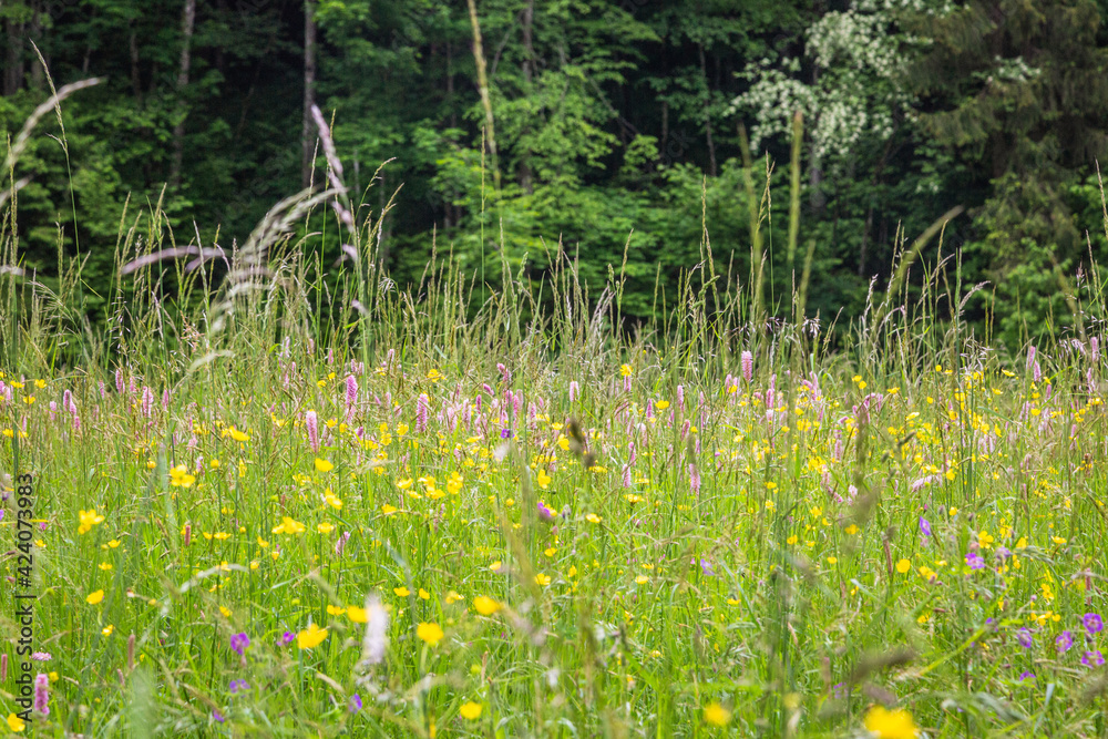 Purple and yellow flowers in bloom against blurry background Purple and yellow flowers in bloom against blurry background