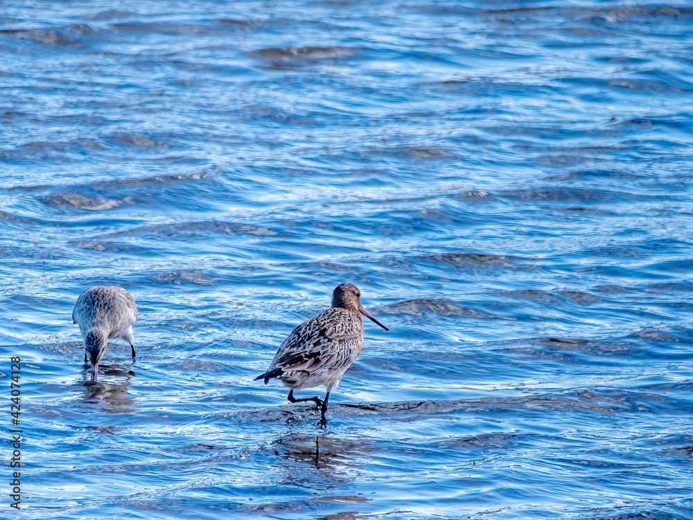 Two Straight Beaked Curlews