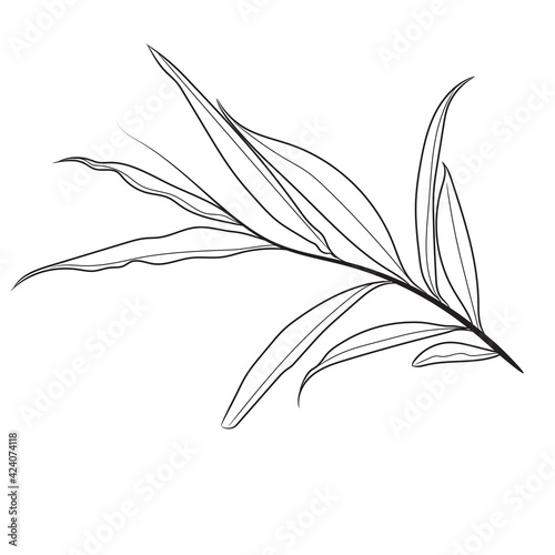Hand drawn line art flowers. Eucalyptus black contour drawing. Minimal fine art floral illustration on white background. Black and white elegant line drawing. Can be used for logo, pattern, print