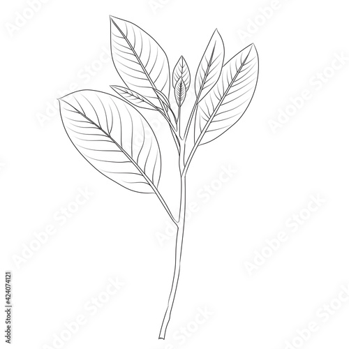 Hand drawn line art flowers. Eucalyptus black contour drawing. Minimal fine art floral illustration on white background. Black and white elegant line drawing. Can be used for logo, pattern, print