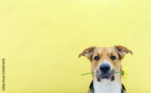 A dog holding a flower chrysanthemum in its teeth on the yellow or illuminating background. Tricolor dog training. Congratulating or celebrating mother's day. International women's day. Copy space.