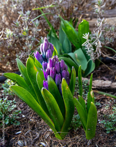 On a sunny day  two purple-blue hyacinths sprout from the ground  early bloomers