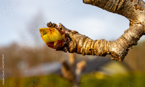 Branch of pears with early buds  orchard in spring