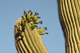 Unripe fruit on an arm of a saguaro cactus, looking up at blue sky in Arizona