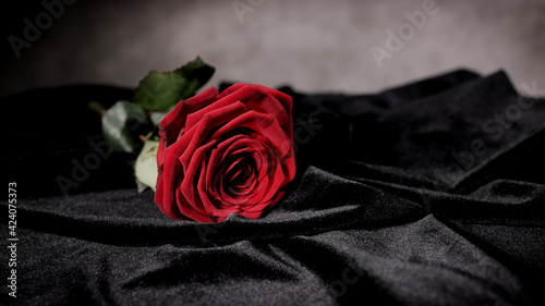 Beautiful background - Red Roses in close-up view - studio photography