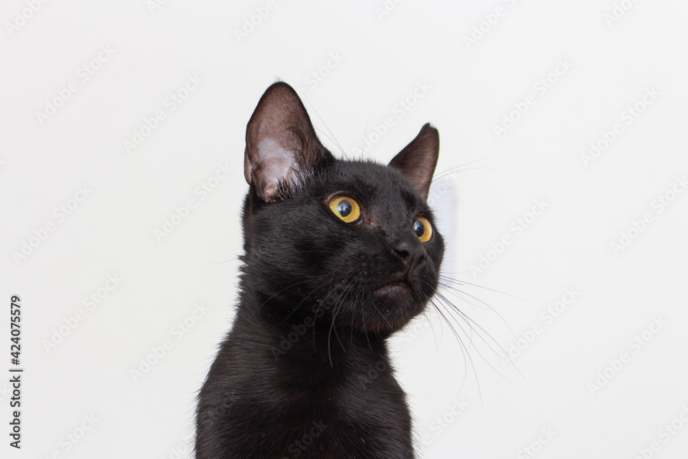 Black cat with yellow eyes seen from above on white background Black cat with yellow eyes seen from above on white background