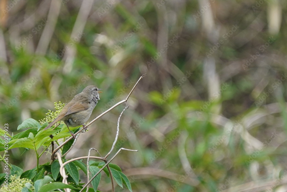japanese bush warbler on the grass japanese bush warbler on the grass