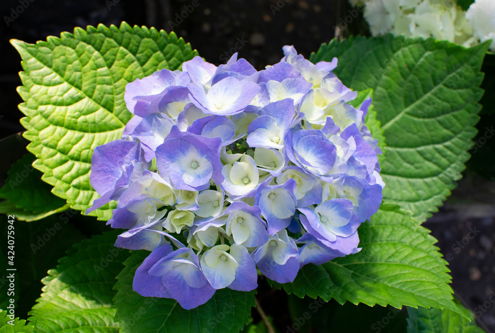 Beautiful blossoming tender blue hydrangea flowers texture, close up view Beautiful blossoming tender blue hydrangea flowers texture, close up view