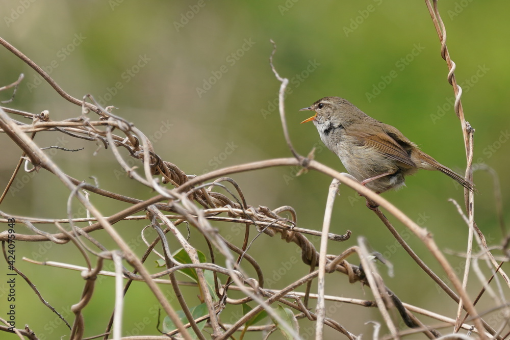 japanese bush warbler on the grass japanese bush warbler on the grass