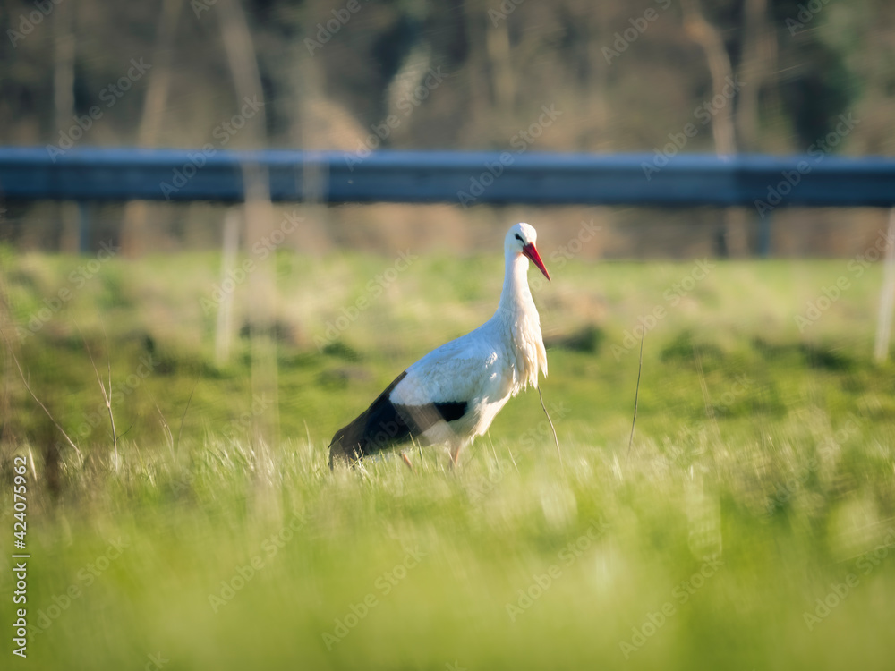 Fototapeta premium white stork in the grass