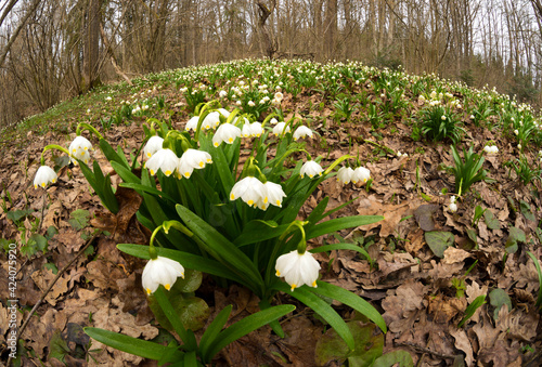 snowdrop in beech forest