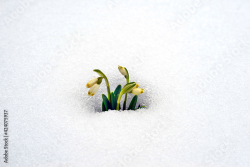 Snowdrops in the snow