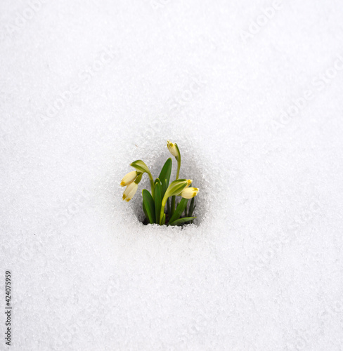 Snowdrops in the snow