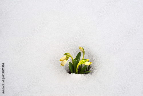 Snowdrops in the snow