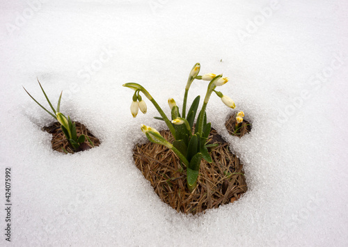 Snowdrops in the snow