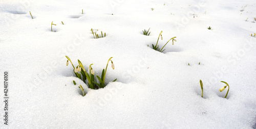 Snowdrops in the snow