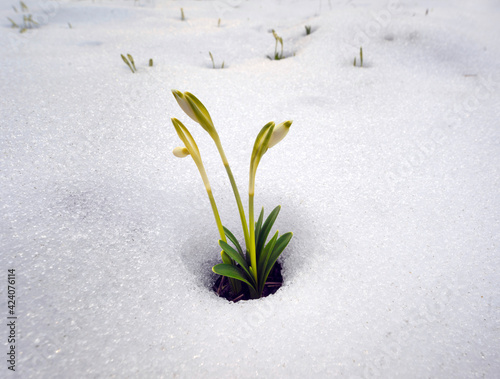 Snowdrops in the snow
