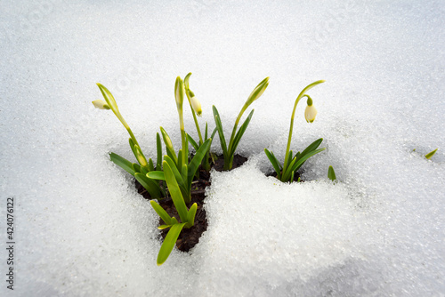 Snowdrops in the snow