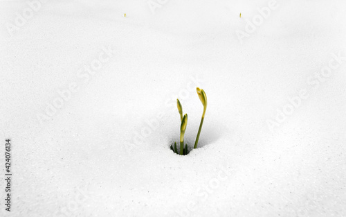 Snowdrops in the snow