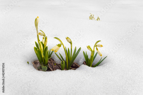 Snowdrops in the snow