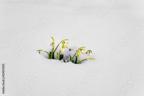 Snowdrops in the snow