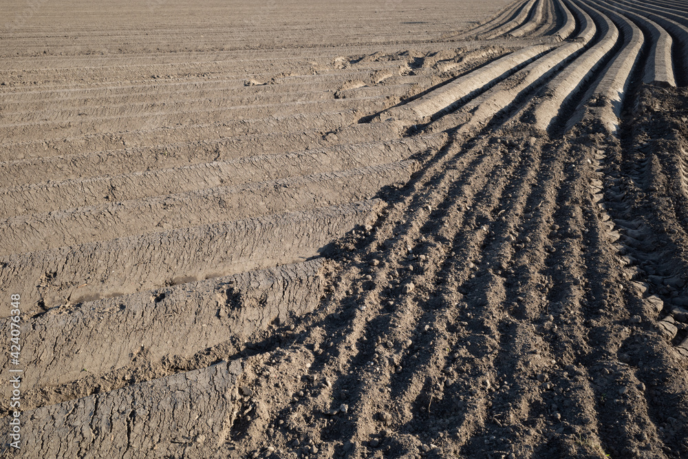 Naklejka premium Row of soil mound, preparing soil for Agricultural field to grow plant.