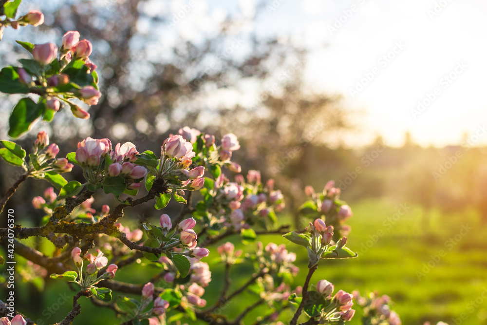 Flowers of spring apple trees in sunlight. Close up. Flowers of spring apple trees in sunlight. Close up.