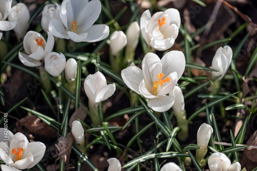 Canvas Print white spring flowers, nacka, sweden, sverige, stockholm
