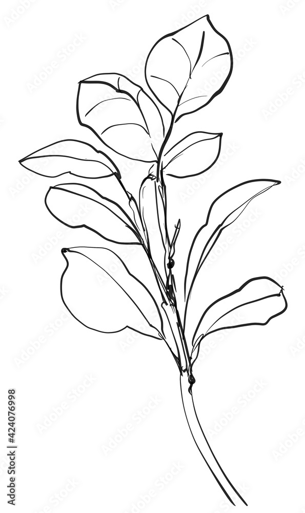 Obraz premium Hand drawn line art flowers. Eucalyptus black contour drawing. Minimal fine art floral illustration on white background. Black and white elegant line drawing. Can be used for logo, pattern, print
