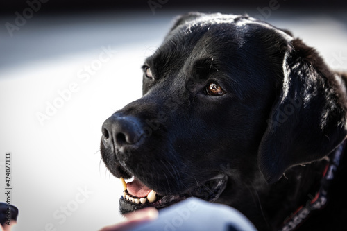 Wallpaper Mural Black Lab face Torontodigital.ca