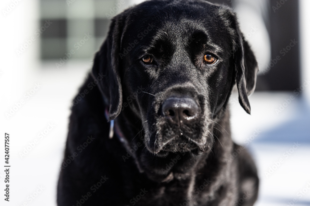 Black Lab face Black Lab face