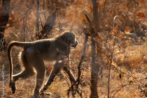 baboon monkey walking  in the African savanna of Botwana