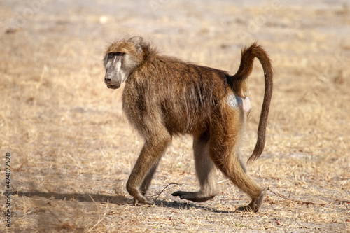 baboon monkey walking  in the African savanna of Botwana