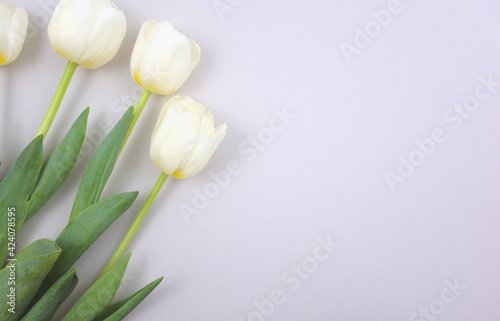 Bunch of arranged elegant white tulips on neutral gray abstract background. Above, horizontal, deep depth of field image style. Free space for your text, image or message. © Kilimanjaro STUDIOz