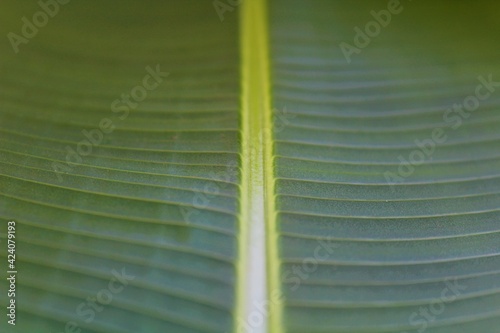 Close-up of Heliconia's (Heliconia rostrata) leaf nervation.