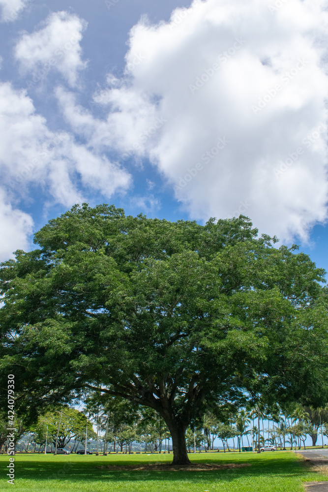 Obraz premium ハワイ島の情景