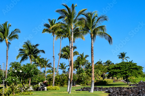 ハワイ島の情景