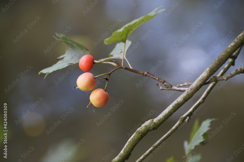 Beeren