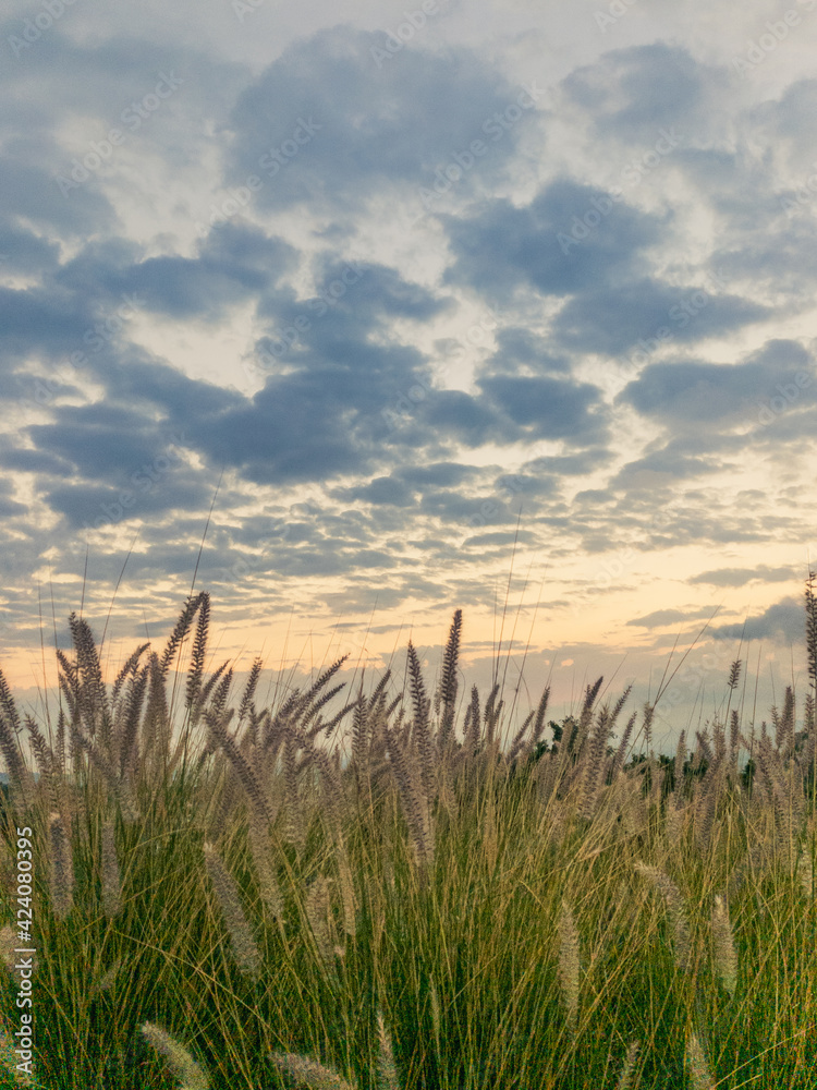 Grass, from the mountain to the city.