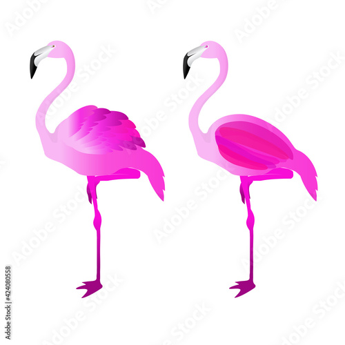 Flamingo  design vector ilustration 